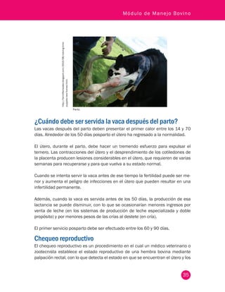 35
Módulo de Manejo Bovino
¿Cuándo debe ser servida la vaca después del parto?
Las vacas después del parto deben presentar el primer calor entre los 14 y 70
días. Alrededor de los 50 días posparto el útero ha regresado a la normalidad.
El útero, durante el parto, debe hacer un tremendo esfuerzo para expulsar el
ternero. Las contracciones del útero y el desprendimiento de los cotiledones de
la placenta producen lesiones considerables en el útero, que requieren de varias
semanas para recuperarse y para que vuelva a su estado normal.
Cuando se intenta servir la vaca antes de ese tiempo la fertilidad puede ser me-
nor y aumenta el peligro de infecciones en el útero que pueden resultar en una
infertilidad permanente.
Además, cuando la vaca es servida antes de los 50 días, la producción de esa
lactancia se puede disminuir, con lo que se ocasionarían menores ingresos por
venta de leche (en los sistemas de producción de leche especializada y doble
propósito) y por menores pesos de las crías al destete (en cría).
El primer servicio posparto debe ser efectuado entre los 60 y 90 días.
Chequeo reproductivo
El chequeo reproductivo es un procedimiento en el cual un médico veterinario o
zootecnista establece el estado reproductivo de una hembra bovina mediante
palpación rectal, con lo que detecta el estado en que se encuentran el útero y los
http://farmlifeinwales.blogspot.com/2010/08/calving-time-
puppies-new-homes.html.
Parto.
 