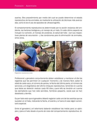 36
Fedegán - Asistegán
ovarios. Otro procedimiento por medio del cual se puede determinar el estado
reproductivo de los animales, es mediante la utilización de técnicas más avanza-
das, como lo es el uso de aparatos de ultrasonografía.
El comportamiento reproductivo es determinado por la acción recíproca del am-
biente, los factores biológicos y el manejo de un hato. En este último aspecto se
incluyen la nutrición, el manejo de praderas, la salud del hato –con sus respec-
tivos planes de vacunación– y las condiciones para la eliminación de animales,
entre otros.
Diagnóstico reproductivo rectal.
FotosJuanFernandoCardonayClaraTorres.FEDEGÁN-FNG.
Profesional y ganadero conjuntamente deben establecer y mantener al día los
registros que les permitan en cualquier momento y de manera fácil, saber la
edad de cada vaca, el número de partos, la fecha del último parto, el número de
servicios y el diagnóstico del último chequeo reproductivo, teniendo en cuenta
que éstos se deberán realizar cada 60 días y para ello se tendrán en cuenta
los ejemplares que han sido servidos, hembras posparto, vacas que se han
destetado y demás.
Es por todo esto que el ganadero deberá registrar cada uno de los eventos que se
sucedan en el hato, indicando la fecha, el evento y si fuera el caso algún comen-
tario especial.
Entre el ganadero y el veterinario deberán establecer las metas para un ejem-
plar y para el hato desde el punto de vista del comportamiento reproductivo, te-
 
