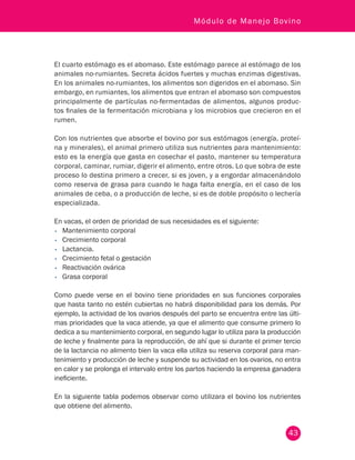 43
Módulo de Manejo Bovino
El cuarto estómago es el abomaso. Este estómago parece al estómago de los
animales no-rumiantes. Secreta ácidos fuertes y muchas enzimas digestivas.
En los animales no-rumiantes, los alimentos son digeridos en el abomaso. Sin
embargo, en rumiantes, los alimentos que entran el abomaso son compuestos
principalmente de partículas no-fermentadas de alimentos, algunos produc-
tos finales de la fermentación microbiana y los microbios que crecieron en el
rumen.
Con los nutrientes que absorbe el bovino por sus estómagos (energía, proteí-
na y minerales), el animal primero utiliza sus nutrientes para mantenimiento:
esto es la energía que gasta en cosechar el pasto, mantener su temperatura
corporal, caminar, rumiar, digerir el alimento, entre otros. Lo que sobra de este
proceso lo destina primero a crecer, si es joven, y a engordar almacenándolo
como reserva de grasa para cuando le haga falta energía, en el caso de los
animales de ceba, o a producción de leche, si es de doble propósito o lechería
especializada.
En vacas, el orden de prioridad de sus necesidades es el siguiente:
•	 Mantenimiento corporal
•	 Crecimiento corporal
•	 Lactancia.
•	 Crecimiento fetal o gestación
•	 Reactivación ovárica
•	 Grasa corporal
Como puede verse en el bovino tiene prioridades en sus funciones corporales
que hasta tanto no estén cubiertas no habrá disponibilidad para los demás. Por
ejemplo, la actividad de los ovarios después del parto se encuentra entre las últi-
mas prioridades que la vaca atiende, ya que el alimento que consume primero lo
dedica a su mantenimiento corporal, en segundo lugar lo utiliza para la producción
de leche y finalmente para la reproducción, de ahí que si durante el primer tercio
de la lactancia no alimento bien la vaca ella utiliza su reserva corporal para man-
tenimiento y producción de leche y suspende su actividad en los ovarios, no entra
en calor y se prolonga el intervalo entre los partos haciendo la empresa ganadera
ineficiente.
En la siguiente tabla podemos observar como utilizara el bovino los nutrientes
que obtiene del alimento.
 