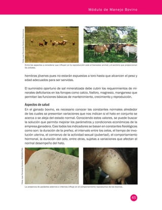 45
Módulo de Manejo Bovino
hembras jóvenes pues no estarán expuestas a toro hasta que alcancen el peso y
edad adecuados para ser servidas.
El suministro oportuno de sal mineralizada debe cubrir los requerimientos de mi-
nerales deficitarios en los forrajes como calcio, fosforo, magnesio, manganeso que
permitan las funciones básicas de mantenimiento, crecimiento y reproducción.
Aspectos de salud
En el ganado bovino, es necesario conocer las constantes normales alrededor
de las cuales se presentan variaciones que nos indican si el hato en conjunto se
acerca o se aleja del estado normal. Conociendo estos valores, se puede buscar
la solución que permita mejorar los parámetros y condiciones económicas de la
empresa ganadera. Casi todos los indicadores se basan en constantes fisiológicas
como son: la duración de la preñez, el intervalo entre los celos, el tiempo de invo-
lución uterina, el comienzo de la actividad sexual (pubertad), el comportamiento
hormonal, la duración del celo, entre otras, sujetas a variaciones que afectan el
normal desempeño del hato.
Entre los aspectos a considerar que influyen en la reproducción está el bienestar animal y el sombrío que proporcionan
los árboles.
FotosJuanFernandoCardona,Fedegán-fng.
Fotos:JuanFernandoCardona.FEDEGÁN-FNG.
La presencia de parásitos externos e internos influye en el comportamiento reproductivo de los bovinos.
 
