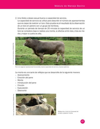 47
Módulo de Manejo Bovino
2.	Una libido o deseo sexual buena o capacidad de servicio.
La capacidad de servicio se utiliza para describir el número de apareamientos
que es capaz de realizar un toro. Esta prueba es el resultado de la observación
de un toro en potrero con un grupo de hembras.
Durante un periodo de tiempo de 20 minutos la capacidad de servicio de un
toro se considera baja si realiza una monta, si efectúa entre dos y tres es me-
dia y mayor a cuatro es alta.
Toro con órganos reproductivos funcionales, buena capacidad de servicio y buenos aplomos.
Foto:JuanFernandoCardona,FEDEGÁN-FNG.
Reflejo de un toro en el proceso de
cortejo y posterior monta.
Foto:JuanFernandoCardona,FEDEGÁN-FNG.
La monta es una serie de reflejos que se desarrolla de la siguiente manera:
•	 Acercamiento
•	 Erección del pene
•	 Monta
•	 Introducción del pene
•	 Fricción
•	 Eyaculación
•	 Desmonta
 