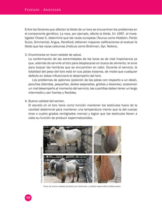 48
Fedegán - Asistegán
Entre los factores que afectan la libido de un toro se encuentran los problemas en
el componente genético. La raza, por ejemplo, afecta la libido. En 1997, el inves-
tigador Chase C. determinó que las razas europeas (Taurus como Holstein, Pardo
Suizo, Simmental, Angus, Hereford) obtienen mayores calificaciones al evaluar la
libido que las razas cebuinas (Indicus como Brahman, Gyr, Nelore).
3.	Encontrarse en buen estado de salud.
La conformación de las extremidades de los toros es de vital importancia ya
que, además de servirle al toro para desplazarse en busca de alimento, le sirve
para buscar las hembras que se encuentren en calor. Durante el servicio, la
totalidad del peso del toro está en sus patas traseras, de modo que cualquier
defecto en éstas influenciará el desempeño del toro.
Los problemas de aplomos (posición de las patas con respecto a un ideal),
pezuñas (blandas, pequeñas, dedos separados, grietas y lesiones), ocasionan
un mal desempeño al momento del servicio, las cuartillas deben tener un largo
intermedio y ser fuertes y flexibles.
4.	Buena calidad del semen.
El escroto en el toro tiene como función mantener los testículos fuera de la
cavidad abdominal para mantener una temperatura menor que la del cuerpo
(tres o cuatro grados centígrados menos) y lograr que los testículos lleven a
cabo su función de producir espermatozoides.
Toros de buena calidad perdidos por testículos y calidad espermática defectuosos.
FotosJuanFernandoCardona.FEDEGÁN-FNG.
 
