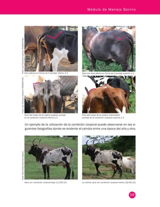 59
Módulo de Manejo Bovino
Área pélvica en forma de V puntaje inferior a 3
Área del hueso de la cadera angular puntaje
en la condición corporal inferior a 3.
Vaca con condición corporal baja (11/05/10).
Área del hueso de la cadera redondeado
puntaje en la condición corporal superior a 3.
La misma vaca con condición corporal media (19/09/10).
Vaca con área pélvica en forma de U puntaje superior a 3.
Fotos:JuanFernandoCardona,FEDEGÁN-FNG.Fotos:JuanFernandoCardona,FEDEGÁN-FNG.Fotos:AtilioOviedoAsistegánAriguaní.
Un ejemplo de la utilización de la condición corporal puede observarse en las si-
guientes fotografías donde es evidente el cambio entre una época del año y otra.
 