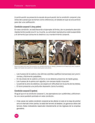 60
Fedegán - Asistegán
A continuación se presenta la escala de puntuación de la condición corporal y los
sitios del cuerpo que se toman como referencia y el estado en que se encuentran
para dar una calificación.
Condición corporal 1 (muy pobre)
En esta condición, se está llevando al ejemplar al límite y de no prestarle atención
rápidamente puede ocurrir su muerte, su actividad reproductiva está suspendida
y el alimento que consume lo destina a su mantenimiento corporal.
Foto:JuanFernandoCardona,Fedegán-fng.
•	 Los huesos de la cadera y las últimas costillas (apófisis transversas) son promi-
nentes y fácilmente palpables.
•	 En las áreas de la cadera y el lomo no se detecta presencia de tejido graso.
•	 Los huesos de la pelvis son agudos, con escaso tejido muscular.
•	 La piel de la zona es elástica y se separa sin dificultad con la punta de los dedos.
•	 El lomo presenta una profunda depresión (lomo hundido).
Condición corporal 2 (pobre)
Al igual que en la condición corporal 1, los ejemplares son subfértiles y difícilmen-
te una vaca quedará preñada en esta condición.
•	 A las vacas con pobre condición corporal se les afecta no solo en la tasa de preñez
sino el intervalo entre partos, la edad del ternero al destete y la ganancia diaria del
ternero. Estos indicadores repercuten directamente en los ingresos de la empresa
ganadera.
Área de la base de la cola. Se encuentra una cavidad profunda por debajo y alrededor de la base de la cola. La piel se
pega a los huesos de la pelvis sin notarse tejido graso subcutáneo.
 