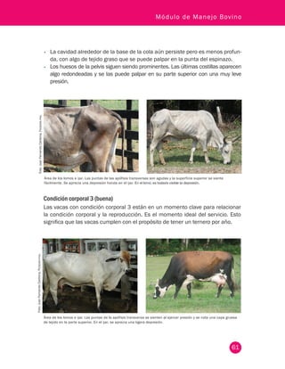 61
Módulo de Manejo Bovino
Foto:JuanFernandoCardona,Fedegán-fng.Foto:JuanFernandoCardona,Fedegán-fng.
Área de los lomos e ijar. Las puntas de las apófisis transversas son agudas y la superficie superior se siente
fácilmente. Se aprecia una depresión honda en el ijar. En el lomo, es todavía visible la depresión.
Área de los lomos e ijar. Las puntas de la apófisis transversa se sienten al ejercer presión y se nota una capa gruesa
de tejido en la parte superior. En el ijar, se aprecia una ligera depresión.
•	 La cavidad alrededor de la base de la cola aún persiste pero es menos profun-
da, con algo de tejido graso que se puede palpar en la punta del espinazo.
•	 Los huesos de la pelvis siguen siendo prominentes. Las últimas costillas aparecen
algo redondeadas y se las puede palpar en su parte superior con una muy leve
presión.
Condición corporal 3 (buena)
Las vacas con condición corporal 3 están en un momento clave para relacionar
la condición corporal y la reproducción. Es el momento ideal del servicio. Esto
significa que las vacas cumplen con el propósito de tener un ternero por año.
 