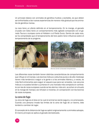 74
Fedegán - Asistegán
Un principio básico con animales de genética huidiza y excitable, es que deben
ser enfrentados a las nuevas experiencias de manera más gradual que los anima-
les de genética mansa.
La raza tiene un efecto definido en el temperamento. En la manga, el ganado
cruzado con Cebú tiene un comportamiento más agitado comparado con el ga-
nado Taurus o europeo como el Holstein o el Pardo Suizo. Dentro de cada raza,
se ha comprobado que el temperamento del toro padre tiene influencia sobre el
temperamento de la progenie.
Fotos:JuanFernandoCardona,Fedegán-fng.
Vaca cebú alerta en el corral. Bovinos siendo conducidos tranquilamente.
Las diferentes razas también tienen distintas características de comportamiento
que influye en el manejo. Los bovinos índicus o cebuínos puros o de alto mestizaje
tienen más tendencia a seguir a la gente o a los animales líderes y, a veces, es
más fácil entrenarlos para seguir al vaquero que para ser arreados. Los vacunos
índicus o cruzados tienden a juntarse en una manada más compacta en contras-
te con las de razas europeas cuando se les alarma; más aún, se echan en el suelo
en la manga de manejo y se rehúsan a moverse, en comparación con los bovinos
de razas europeas.
La zona de fuga
La zona de fuga es el área en la cual el animal se siente seguro y no amenazado.
Cuando una persona invade los limites de la zona de fuga de un bovino, éste
tenderá a cambiar de lugar.
El concepto de la distancia de fuga se aplicó originariamente a animales salvajes.
El mismo principio se aplica al ganado domesticado.
 