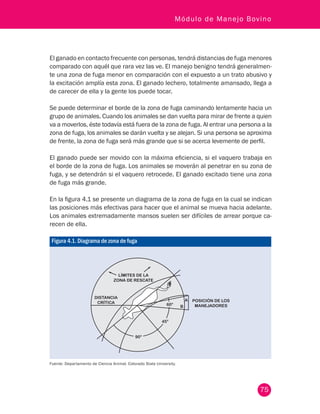 75
Módulo de Manejo Bovino
El ganado en contacto frecuente con personas, tendrá distancias de fuga menores
comparado con aquél que rara vez las ve. El manejo benigno tendrá generalmen-
te una zona de fuga menor en comparación con el expuesto a un trato abusivo y
la excitación amplía esta zona. El ganado lechero, totalmente amansado, llega a
de carecer de ella y la gente los puede tocar.
Se puede determinar el borde de la zona de fuga caminando lentamente hacia un
grupo de animales. Cuando los animales se dan vuelta para mirar de frente a quien
va a moverlos, éste todavía está fuera de la zona de fuga. Al entrar una persona a la
zona de fuga, los animales se darán vuelta y se alejan. Si una persona se aproxima
de frente, la zona de fuga será más grande que si se acerca levemente de perfil.
El ganado puede ser movido con la máxima eficiencia, si el vaquero trabaja en
el borde de la zona de fuga. Los animales se moverán al penetrar en su zona de
fuga, y se detendrán si el vaquero retrocede. El ganado excitado tiene una zona
de fuga más grande.
En la figura 4.1 se presente un diagrama de la zona de fuga en la cual se indican
las posiciones más efectivas para hacer que el animal se mueva hacia adelante.
Los animales extremadamente mansos suelen ser difíciles de arrear porque ca-
recen de ella.
Figura 4.1. Diagrama de zona de fuga
A
B60°
45°
90°
DISTANCIA
CRÍTICA
LÍMITES DE LA
ZONA DE RESCATE
POSICIÓN DE LOS
MANEJADORES
Fuente: Departamento de Ciencia Animal. Colorado State University.
 