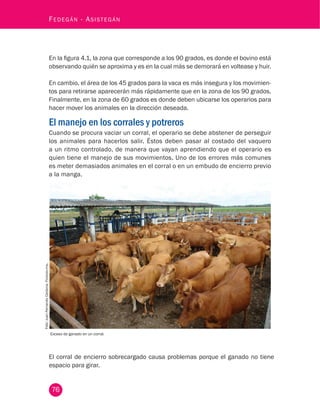 76
Fedegán - Asistegán
En la figura 4.1, la zona que corresponde a los 90 grados, es donde el bovino está
observando quién se aproxima y es en la cual más se demorará en voltease y huir.
En cambio, el área de los 45 grados para la vaca es más insegura y los movimien-
tos para retirarse aparecerán más rápidamente que en la zona de los 90 grados.
Finalmente, en la zona de 60 grados es donde deben ubicarse los operarios para
hacer mover los animales en la dirección deseada.
El manejo en los corrales y potreros
Cuando se procura vaciar un corral, el operario se debe abstener de perseguir
los animales para hacerlos salir. Èstos deben pasar al costado del vaquero
a un ritmo controlado, de manera que vayan aprendiendo que el operario es
quien tiene el manejo de sus movimientos. Uno de los errores más comunes
es meter demasiados animales en el corral o en un embudo de encierro previo
a la manga.
Exceso de ganado en un corral.
Foto:JuanFernandoCardona,Fedegán-fng.
El corral de encierro sobrecargado causa problemas porque el ganado no tiene
espacio para girar.
 