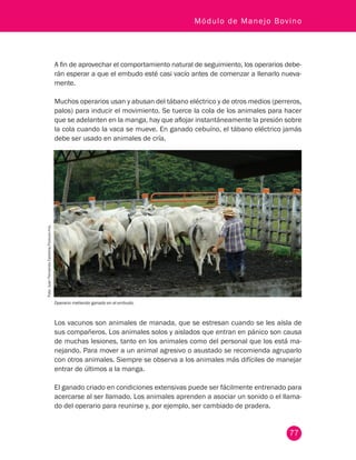 77
Módulo de Manejo Bovino
Operario metiendo ganado en el embudo.
Foto:JuanFernandoCardona,Fedegán-fng.
A fin de aprovechar el comportamiento natural de seguimiento, los operarios debe-
rán esperar a que el embudo esté casi vacío antes de comenzar a llenarlo nueva-
mente.
Muchos operarios usan y abusan del tábano eléctrico y de otros medios (perreros,
palos) para inducir el movimiento. Se tuerce la cola de los animales para hacer
que se adelanten en la manga, hay que aflojar instantáneamente la presión sobre
la cola cuando la vaca se mueve. En ganado cebuíno, el tábano eléctrico jamás
debe ser usado en animales de cría.
Los vacunos son animales de manada, que se estresan cuando se les aísla de
sus compañeros. Los animales solos y aislados que entran en pánico son causa
de muchas lesiones, tanto en los animales como del personal que los está ma-
nejando. Para mover a un animal agresivo o asustado se recomienda agruparlo
con otros animales. Siempre se observa a los animales más difíciles de manejar
entrar de últimos a la manga.
El ganado criado en condiciones extensivas puede ser fácilmente entrenado para
acercarse al ser llamado. Los animales aprenden a asociar un sonido o el llama-
do del operario para reunirse y, por ejemplo, ser cambiado de pradera.
 
