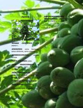 PAPAYA<br />NOMBRE CIENTIFICO: carica papaya L.<br />SINONIMOS: carica bourgeaei, carica citriformis, carica cubensis. <br />NOMBRESCOMUNES: papaya, lechosa<br />PARTE UTILIZADA: pulpa.<br />USOS TRADICIONALES: es considerada como digestivos, diuréticos y laxante.<br />INGREDIENTEACTIVO: el látex contiene enzimas proteínicas, papaína, quimo papaínas.<br />ACTIVIDAD FARMACOLOGICA: <br />INDICACIONES: uso interno<br />POSOLOGIA: modo de empleo: oral<br />CONTRAINDICACIONES Y PRECAUCIONES: externamente el látex es irritante y vesicante.<br />