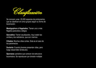 Clasificación
Se conocen unas 25.000 especies de protozoarios,
que se clasifican en cinco grupos según su forma de
locomoción:
Mastigophora ó flagelados: Tienen uno o más
flagelos parecidos a látigos
Sarcodina: Tienen seudópodos. Aquí están las
amibas y los radiolarios, que son marinos
Ciliados: Muchas cilias cortas. Este es el caso de
los paramecios.
Suctoria: Cuando jóvenes presentan cilias, pero
luego desarrollan tentáculos.
Sporozoa: parásitos que carecen de estructura
locomotora. Se reproducen por división múltiple

 