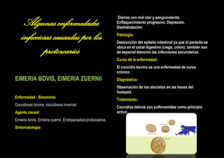 Algunas enfermedades
infecciosas causadas por los
protozoarios

Diarrea con mal olor y sanguinolenta.
Enflaquecimiento progresivo. Depresión.
Deshidratación.
Patología:
Destrucción del epitelio intestinal ya que el parásito se
ubica en el canal digestivo (ciego, colon); también son
de especial atención las infecciones secundarias.
Curso de la enfermedad:
El coccidio bovino es una enfermedad de curso
crónico.

EIMERIA BOVIS, EIMERIA ZUERNII

Diagnóstico:
Observación de los otocistos en las heces del
huésped.

Enfermedad - Sinonimia:
Coccidiosis bovina, coccidiosis invernal.
Agente causal:
Eimeria bovis, Eimeria zuernii. Endoparasitos protozoarios.
Sintomatología:

Tratamiento:
Coccidios taticos con sulfonamidas como principio
activo.

 