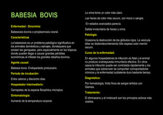 BABESIA BOVIS
Enfermedad - Sinonimia:
Babesiosis bovina o piroplasmosis viceral.
Características
La babesiosis es un problema patológico significativo en
los animales domésticos y salvajes, dondequiera que
existan las garrapatas, pero especialmente en los trópicos
donde pueden llegar a causar grandes pérdidas
económicas al infestar los grandes rebaños bovinos.

La orina toma un color más claro.
Las heces de color más oscuro, con moco o sangre.
En estados avanzados parecía.
Salida involuntaria de heces y orina.
Patología:
Ocasiona la destrucción de los glóbulos rojos. La vesícula
biliar se distiendeconteniendo bilis espesa color marrón
oscuro.
Curso de la enfermedad:

Periodo de incubación:

En algunos hospedadores la infección es fatal y el animal
no produce unarespuesta inmunitaria efectiva. En otros
casos la infección puede ser controlada rápidamente y los
animales que sobreviven se comportan comoportadores
crónicos y la enfermedad sublatente dura bastante tiempo.

Entre catorce y dieciocho días.

Diagnóstico:

Hospedador intermediario:

Por hematología, frotis finos de sangre teñidos con
Giemsa.

Agente causal:
Babesia bovis. Endoparásito protozoario.

Garrapatas de la especie Boophilus microplus
Sintomatología:
Aumento de la temperatura corporal.

Tratamiento:
El diminaceno y el imidocarb son los principios activos más
usados.

 