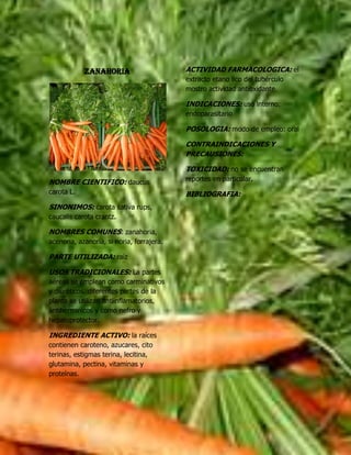 ZANAHORIA<br />NOMBRE CIENTIFICO: daucus carota L.<br />SINONIMOS: carota sativa rups, caucalis carota crantz.<br />NOMBRES COMUNES: zanahoria, acenoria, azanoria, si noria, forrajera.<br />PARTE UTILIZADA: raíz<br />USOS TRADICIONALES: La partes aéreas se emplean como carminativos y diuréticos. diferentes partes de la planta se utilizan antiinflamatorios, antiherminicos y como nefro y hepatoprotector.<br />INGREDIENTE ACTIVO: la raíces contienen caroteno, azucares, cito terinas, estigmas terina, lecitina, glutamina, pectina, vitaminas y proteínas.<br />ACTIVIDAD FARMACOLOGICA: el extracto etano lico del tubérculo mostro actividad antioxidante.<br />INDICACIONES: uso interno: endoparasitario<br />POSOLOGIA: modo de empleo: oral<br />CONTRAINDICACIONES Y PRECAUSIONES:<br />TOXICIDAD: no se encuentran reportes en particular.<br />BIBLIOGRAFIA: <br />