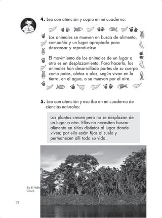 4. Leo con atención y copio en mi cuaderno:



                        Los animales se mueven en busca de alimento,
                        compañía y un lugar apropiado para
                        descansar y reproducirse.

                        El movimiento de los animales de un lugar a
                        otro es un desplazamiento. Para hacerlo, los
                        animales han desarrollado partes de su cuerpo
                        como patas, aletas o alas, según vivan en la
                        tierra, en el agua, o se muevan por el aire.




                    5. Leo con atención y escribo en mi cuaderno de
                      ciencias naturales:

                         Las plantas crecen pero no se desplazan de
                         un lugar a otro. Ellas no necesitan buscar
                         alimento en sitios distintos al lugar donde
                         viven; por ello están fijas al suelo y
                         permanecen allí toda su vida.




     Río El Valle
     Chocó



38                                                     Ciencias Naturales y Medio Ambiente 2
 