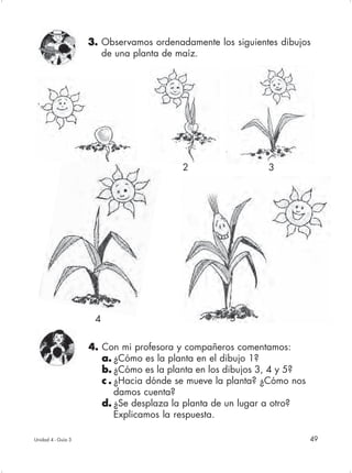 3. Observamos ordenadamente los siguientes dibujos
                       de una planta de maíz.




                                         2                  3




                     4                             5


                    4. Con mi profesora y compañeros comentamos:
                       a. ¿Cómo es la planta en el dibujo 1?
                       b. ¿Cómo es la planta en los dibujos 3, 4 y 5?
                       c . ¿Hacia dónde se mueve la planta? ¿Cómo nos
                           damos cuenta?
                       d. ¿Se desplaza la planta de un lugar a otro?
                           Explicamos la respuesta.

Unidad 4 - Guía 3                                                       49
 