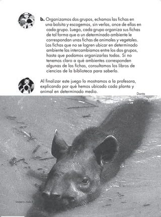 b. Organizamos dos grupos, echamos las fichas en
                       una bolsita y escogemos, sin verlas, once de ellas en
                        cada grupo. Luego, cada grupo organiza sus fichas
                        de tal forma que a un determinado ambiente le
                        correspondan unas fichas de animales y vegetales.
                       Las fichas que no se logren ubicar en determinado
                        ambiente las intercambiamos entre los dos grupos,
                        hasta que podamos organizarlas todas. Si no
                        tenemos claro a qué ambientes corresponden
                        algunas de las fichas, consultamos los libros de
                        ciencias de la biblioteca para saberlo.

                    Al finalizar este juego lo mostramos a la profesora,
                    explicando por qué hemos ubicado cada planta y
                    animal en determinado medio.                         Danta




Unidad 5 - Guía 2                                                              81
 