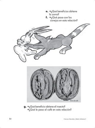 e. •¿Qué beneficios obtiene
                           la zorra?
                        f. •¿Qué pasa con los
                            conejos en esta relación?




                                                  Broca de café


     g. •¿Qué beneficio obtiene el insecto?
        •¿Qué le pasa al café en esta relación?


84                                      Ciencias Naturales y Medio Ambiente 2
 