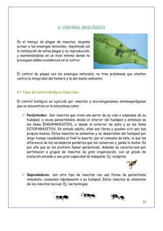14
6. CONTROL BIOLÓGICO
Es el manejo de plagas de insectos, dejando
actuar a los enemigos naturales, impidiendo así
la instalación de estas plagas y su reproducción,
y manteniéndolas en un nivel mínimo donde no
provoquen daños económicos en el cultivo.
El control de plagas con los enemigos naturales, no trae problemas que atenten
contra la integridad del hombre y la del medio ambiente.
6.1 Tipos de Control Biológico Conocidos:
El control biológico es ejercido por insectos y microorganismos entomopatógenos
que se encuentran en la naturaleza como:
 Parásitoides: Son insectos que viven una parte de su vida a expensas de su
huésped, a veces parasitándolo desde el interior del huésped y entonces se
les llama ENDOPARÁSITOS, o desde el exterior de este y se les llama
ECTOPARÁSITOS. En estado adulto, ellos son libres y pueden vivir por sus
propios medios. Estos insectos se alimentan y se desarrollan del huésped por
largo tiempo causándoles al final la muerte, por el consumo de este, lo que los
diferencia de los verdaderos parásitos que los conservan y jamás lo matan. Es
por ello que se les prefiere llamar parásitoide. Además se caracterizan por
pertenecer a grupos de insectos de gran organización, con un grado de
evolución elevado y una gran capacidad de búsqueda. Ej: avispitas.
 Depredadores: son otro tipo de insectos con una forma de parasitismo
inmediato, consumen rápidamente a su huésped. Estos insectos se alimentan
de los insectos nocivos. Ej: las hormigas.
 