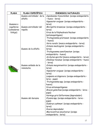 17
PLAGA PLAGA ESPECÍFICA ENEMIGOS NATURALES
Gusanos o
cogolleros
(comedores
follaje)
Gusano enrrollador de la
alfalfa
Gusano enrrollador del
repollo
Gusano de la alfalfa
Gusano soldado de la
remolacha
Gusano del durazno
Copidosoma truncatellum (avispa endoparásita
– huevo - larva)
Hyposoter exiguae (avispa endoparásita -
larva)
Microplitis brassicae (avispa endoparásita -
larva)
Virus de la Polyhedrosis Nuclear
(entomopatógeno)
Trichogramma pretiosum (avispa endoparásita
- huevo)
Voria ruralis (mosca endoparásita - larva)
Cotesia medicaginis (avispa endoparásita -
larva)
Trichogramma semifumatum (avispa
endoparásita - huevo)
Archytas apicifer (mosca endoparásita - larva)
Chelonus texanus (avispa endoparásita – huevo
- larva)
Cotesia marginiventris (avispa endoparásita -
larva)
Hyposoter exiguae (avispa endoparásita -
larva)
Lespesia archippivora (avispa endoparásita –
larva - pupa)
Trichogramma spp. (avispa endoparásita -
huevo)
Virus entomopatógenos
Bracon gelechiae (avispa endoparásita – larva -
pupa)
Hormiga gris Californiana (depredador)
Erynnia spp. (avispa endoparásita – larva -
pupa)
Euderus cushmani (avispa endoparásita -
larva)
Ácaros depredador
Macrocentrus ancylivorus (avispa
endoparásita - larva)
 