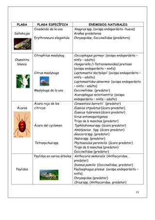 19
PLAGA PLAGA ESPECÍFICA ENEMIGOS NATURALES
Saltahojas
Cicadelido de la uva
Erythroneura elegantula
Anagrus spp. (avispa endoparásito –huevo)
Arañas predatoras
Chrysopidae, Coccinellidae (predators)
Chanchito
blanco
Citrophilus mealybug
Citrus mealybugs
Mealybugs de la uva
Coccophagus gurneyi (avispa endoparásito –
ninfa – adulto)
Hungariella (=Tetracnemoides) pretiosa
(avispa endoparásito – ninfa)
Leptomastix dactylopii (avispa endoparásito –
ninfa – adulto)
Leptomastidea abnormis (avispa endoparásito
– ninfa – adulto)
Coccinellidae (predator)
Acerophagus notativentris (avispa
endoparásito – ninfa – adulto)
Ácaros
Ácaro rojo de los
cítricos
Ácaro del cyclamen
Tetranychus spp.
Conwentzia barretii (predator)
Euseius stipulatus (ácaro predator)
Euseius tularensis (ácaro predator)
Virus entomopatógenos
Trips de 6 manchas (predator)
Typhlodromus spp. (ácaro predator)
Amblyseius. Spp. (ácaro predator)
Geocoris spp. (predator)
Nabis spp. (predator)
Phytoseiulus persimilis (ácaro predator)
Trips de 6 manchas (predator)
Coccinellidae (predator)
Psylidos
Psylidos en varios árboles Anthocoris nemoralis (Anthocoridae,
predator)
Diomus pumilio (Coccinellidae, predator)
Psyllaephagus pilosus (avispa endoparásito –
ninfa)
Chrysopidae (predator)
Orius spp. (Anthocoridae, predator)
 