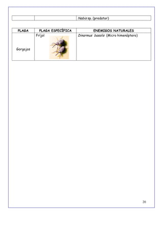 20
Nabis sp. (predator)
PLAGA PLAGA ESPECÍFICA ENEMIGOS NATURALES
Gorgojos
Fríjol Dinarmus basalis (Micro himenóptero)
 