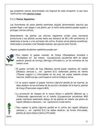 22
que presentan colores determinados con longitud de onda atrayente, lo que hace
clasificarlas como plantas trampa.
7.1.1 Plantas Repelentes:
Las ferormonas de estas plantas mantienen alejado determinados insectos que
pueden llegar a ser plagas a una planta, por lo tanto estas plantas pueden ayudar a
proteger ciertos cultivos.
Generalmente, las plantas con efectos repelentes actúan como barrearas
protectoras a sus plantas vecinas hasta una distancia de 80 a 90 centímetros, al
sembrarse al borde o a los extremos del cultivo. Existen varias plantas aromáticas,
medicinales y arvenses o mal llamadas malezas, que ejercen esta función.
Algunos ejemplos de plantas repelentes pueden ser:
1.Para repeler el gusano comedor de follaje (Pseudoplusia includens o
Trichoplusia ni) del tomate (Lycopersicum esculentum Mill) se deben
sembrar plantas de borraja (Borrago officinalis L), en los extremos de las
camas o eras.
2.El gusano cortador de hoja (Manduca sexta) puede repelerse del repollo
(Brassica oleracea L., var. capitata D.C.) sembrando plantas de tomillo
(Thymus vulgaris L.) intercaladas en las eras, las cuales también atraen
insectos benéficos que contribuyen al control biológico nativo.
3.Si se quiere repeler el gusano tierrero (Agrotis ipsilon) de las huertas, se
debe sembrar en los extremos de los surcos o alrededor de la huerta, plantas
de hinojo (Foeniculum vulgaris Mill).
4.La prevención de ataques de la mosca blanca o palomilla (Bemisia sp. o
Trialeurodes vaporariorum) en el tomate (Lycopersicum esculentum Mill)
puede realizarse sembrando debajo de las plantas de tomate una planta de
repollo (Brassica oleracea L., var. capitata D.C.) cada metro.
5.Para repeler la polilla (Agrotis ipsilón) en el cultivo del repollo (Brassica
oleracea L., var. capitata D.C.) se deben sembrar, de forma intercalada,
plantas de salvia blanca (Salvia officinalis).
Borraja
Salvia
 
