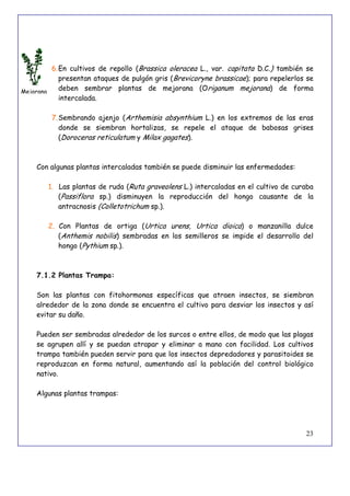 23
6.En cultivos de repollo (Brassica oleracea L., var. capitata D.C.) también se
presentan ataques de pulgón gris (Brevicoryne brassicae); para repelerlos se
deben sembrar plantas de mejorana (Origanum mejorana) de forma
intercalada.
7.Sembrando ajenjo (Arthemisia absynthium L.) en los extremos de las eras
donde se siembran hortalizas, se repele el ataque de babosas grises
(Doroceras reticulatum y Milax gagates).
Con algunas plantas intercaladas también se puede disminuir las enfermedades:
1. Las plantas de ruda (Ruta graveolens L.) intercaladas en el cultivo de curaba
(Passiflora sp.) disminuyen la reproducción del hongo causante de la
antracnosis (Colletotrichum sp.).
2. Con Plantas de ortiga (Urtica urens, Urtica dioica) o manzanilla dulce
(Anthemis nobilis) sembradas en los semilleros se impide el desarrollo del
hongo (Pythium sp.).
7.1.2 Plantas Trampa:
Son las plantas con fitohormonas específicas que atraen insectos, se siembran
alrededor de la zona donde se encuentra el cultivo para desviar los insectos y así
evitar su daño.
Pueden ser sembradas alrededor de los surcos o entre ellos, de modo que las plagas
se agrupen allí y se puedan atrapar y eliminar a mano con facilidad. Los cultivos
trampa también pueden servir para que los insectos depredadores y parasitoides se
reproduzcan en forma natural, aumentando así la población del control biológico
nativo.
Algunas plantas trampas:
Mejorana
 