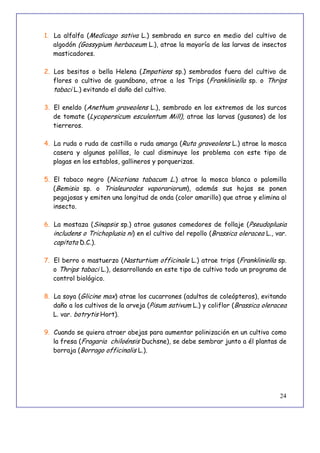 24
1. La alfalfa (Medicago sativa L.) sembrada en surco en medio del cultivo de
algodón (Gossypium herbaceum L.), atrae la mayoría de las larvas de insectos
masticadores.
2. Los besitos o bella Helena (Impatiens sp.) sembrados fuera del cultivo de
flores o cultivo de guanábano, atrae a los Trips (Frankliniella sp. o Thrips
tabaci L.) evitando el daño del cultivo.
3. El eneldo (Anethum graveolens L.), sembrado en los extremos de los surcos
de tomate (Lycopersicum esculentum Mill), atrae las larvas (gusanos) de los
tierreros.
4. La ruda o ruda de castilla o ruda amarga (Ruta graveolens L.) atrae la mosca
casera y algunas polillas, lo cual disminuye los problema con este tipo de
plagas en los establos, gallineros y porquerizas.
5. El tabaco negro (Nicotiana tabacum L.) atrae la mosca blanca o palomilla
(Bemisia sp. o Trialeurodes vaporariorum), además sus hojas se ponen
pegajosas y emiten una longitud de onda (color amarillo) que atrae y elimina al
insecto.
6. La mostaza (Sinapsis sp.) atrae gusanos comedores de follaje (Pseudoplusia
includens o Trichoplusia ni) en el cultivo del repollo (Brassica oleracea L., var.
capitata D.C.).
7. El berro o mastuerzo (Nasturtium officinale L.) atrae trips (Frankliniella sp.
o Thrips tabaci L.), desarrollando en este tipo de cultivo todo un programa de
control biológico.
8. La soya (Glicine max) atrae los cucarrones (adultos de coleópteros), evitando
daño a los cultivos de la arveja (Pisum sativum L.) y coliflor (Brassica oleracea
L. var. botrytis Hort).
9. Cuando se quiera atraer abejas para aumentar polinización en un cultivo como
la fresa (Fragaria chiloénsis Duchsne), se debe sembrar junto a él plantas de
borraja (Borrago officinalis L.).
 
