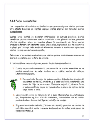 25
7.1.3 Plantas Acompañantes:
Los compuestos aleloquímicos estimulantes que generan algunas plantas producen
otro efecto benéfico en plantas vecinas, dichas plantas son llamadas plantas
acompañantes.
Cuando estas plantas se siembran intercaladas en cultivos producen ciertos
beneficios: ya sea concentrar aceites esenciales a sus plantas vecinas, provocar
efectos negativos sobre los insectos plagas (la combinación de éstas plantas
produce un tercer olor diferente a cada una de ellas, logrando un olor no atractivo a
la plaga) y/o corregir deficiencias de elementos menores o suministrar agua a sus
plantas vecinas para su buen desarrollo.
Existen en la naturaleza un sin número de plantas que aún se desconocen sus efectos
sobre el ecosistema, por la falta de estudio.
A continuación se exponen algunos ejemplos de plantas acompañantes:
1. Cuando se pretende aumentar la concentración de aceites esenciales en las
plantas aromáticas, se debe sembrar en el cultivo plantas de milhojas
(Achillea millefolium).
2. Para controlar la plaga de gusano cogollero (Spodoptera frugiperda)
en plantas de maíz (Zea mayz L.), a cada una debe sembrársele una
planta de fríjol de enredadera (Phaseolus vulgaris L.), de esta forma
el gusano adulto no coloca los huevos sobre la planta de maíz de donde
luego saldrá la larva.
3. La prevención contra los nematodos en el suelo (Dytilenchus sp., Meloidogyne
sp., Pratylenchus sp.) se efectúa sembrando, intercaladas con el cultivo,
plantas de clavel de muerto (Tagetes petula) o de marigol.
4. El gusano barrenador del tallo (Diatraea saccharalis) que ataca los cultivos de
maíz (Zea mays L.), puede repelerse sembrando en las calles unos surcos de
haba (Vicia faba L.).
 