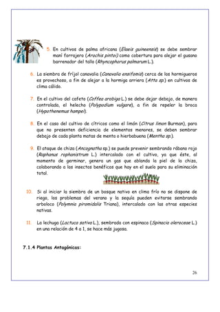 26
5. En cultivos de palma africana (Elaeis guineensis) se debe sembrar
maní forrajero (Arochis pintoi) como cobertura para alejar el gusano
barrenador del tallo (Rhyncophorus palmarum L.).
6. La siembra de fríjol canavalia (Canavalia ensifomis) cerca de los hormigueros
es provechoso, a fin de alejar a la hormiga arriera (Atta sp.) en cultivos de
clima cálido.
7. En el cultivo del cafeto (Coffea arobiga L.) se debe dejar debajo, de manera
controlada, el helecho (Polypodium vulgare), a fin de repeler la broca
(Hypothenemus hampei).
8. En el caso del cultivo de cítricos como el limón (Citrus limon Burman), para
que no presenten deficiencia de elementos menores, se deben sembrar
debajo de cada planta matas de menta o hierbabuena (Mentha sp.).
9. El ataque de chiza (Ancognatha sp.) se puede prevenir sembrando rábano rojo
(Raphanus rophanistrum L.) intercalado con el cultivo, ya que éste, al
momento de germinar, genera un gas que ablanda la piel de la chiza,
colaborando a los insectos benéficos que hay en el suelo para su eliminación
total.
10. Si al iniciar la siembra de un bosque nativo en clima frío no se dispone de
riego, los problemas del verano y la sequía pueden evitarse sembrando
arboloco (Polymnia piromidalis Triana), intercalado con las otras especies
nativas.
11. La lechuga (Lactuca sativa L.), sembrada con espinaca (Spinacia oleroceae L.)
en una relación de 4 a 1, se hace más jugosa.
7.1.4 Plantas Antagónicas:
 