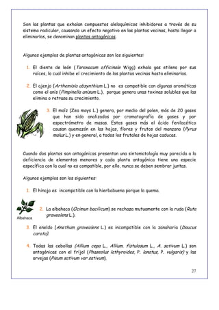 27
Son las plantas que exhalan compuestos aleloquímicos inhibidores a través de su
sistema radicular, causando un efecto negativo en las plantas vecinas, hasta llegar a
eliminarlas, se denominan plantas antagónicas.
Algunos ejemplos de plantas antagónicas son los siguientes:
1. El diente de león (Taraxacum officinale Wigg) exhala gas etileno por sus
raíces, lo cual inhibe el crecimiento de las plantas vecinas hasta eliminarlas.
2. El ajenjo (Arthemisia absynthium L.) no es compatible con algunas aromáticas
como el anís (Pimpinella anisum L.), porque genera unas toxinas solubles que las
elimina o retrasa su crecimiento.
3. El maíz (Zea mays L.) genera, por medio del polen, más de 20 gases
que han sido analizados por cromatografía de gases y por
espectrómetro de masas. Estos gases más el ácido fenilacético
causan quemazón en las hojas, flores y frutos del manzano (Pyrus
malus L.) y en general, a todos los frutales de hojas caducas.
Cuando dos plantas son antagónicas presentan una sintomatología muy parecida a la
deficiencia de elementos menores y cada planta antagónica tiene una especie
específica con la cual no es compatible, por ello, nunca se deben sembrar juntas.
Algunos ejemplos son los siguientes:
1. El hinojo es incompatible con la hierbabuena porque la quema.
2. La albahaca (Ocimun bacilicum) se rechaza mutuamente con la ruda (Ruta
graveolens L.).
3. El eneldo (Anethum graveolens L.) es incompatible con la zanahoria (Daucus
carota).
4. Todas las cebollas (Allium cepa L., Allium. fistulosum L., A. sativum L.) son
antagónicas con el fríjol (Phaseolus lathyroides, P. lanatus, P. vulgaris) y las
arvejas (Pisum sativum var sativum).
Albahaca
 