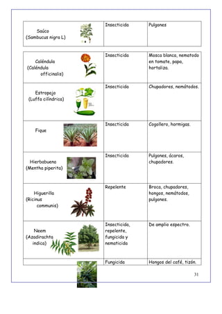 31
Saúco
(Sambucus nigra L)
Insecticida Pulgones
Caléndula
(Caléndula
officinalis)
Insecticida Mosca blanca, nematodo
en tomate, papa,
hortaliza.
Estropajo
(Luffa cilíndrica)
Insecticida Chupadores, nemátodos.
Fique
Insecticida Cogollero, hormigas.
Hierbabuena
(Mentha piperita)
Insecticida Pulgones, ácaros,
chupadores.
Higuerilla
(Ricinus
communis)
Repelente Broca, chupadores,
hongos, nemátodos,
pulgones.
Neem
(Azadirachta
indica)
Insecticida,
repelente,
fungicida y
nematicida
De amplio espectro.
Fungicida Hongos del café, tizón.
 