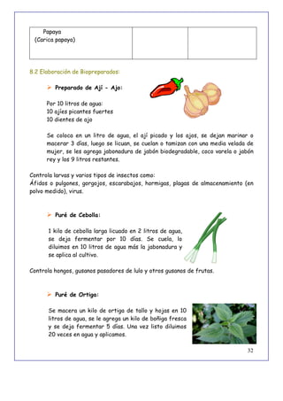 32
Papaya
(Carica papaya)
8.2 Elaboración de Biopreparados:
 Preparado de Ají - Ajo:
Por 10 litros de agua:
10 ajíes picantes fuertes
10 dientes de ajo
Se coloca en un litro de agua, el ají picado y los ajos, se dejan marinar o
macerar 3 días, luego se licuan, se cuelan o tamizan con una media velada de
mujer, se les agrega jabonadura de jabón biodegradable, coco varela o jabón
rey y los 9 litros restantes.
Controla larvas y varios tipos de insectos como:
Áfidos o pulgones, gorgojos, escarabajos, hormigas, plagas de almacenamiento (en
polvo medido), virus.
 Puré de Cebolla:
1 kilo de cebolla larga licuado en 2 litros de agua,
se deja fermentar por 10 días. Se cuela, lo
diluimos en 10 litros de agua más la jabonadura y
se aplica al cultivo.
Controla hongos, gusanos pasadores de lulo y otros gusanos de frutas.
 Puré de Ortiga:
Se macera un kilo de ortiga de tallo y hojas en 10
litros de agua, se le agrega un kilo de boñiga fresca
y se deja fermentar 5 días. Una vez listo diluimos
20 veces en agua y aplicamos.
 
