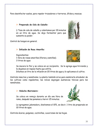 33
Para desinfectar suelos, para repeler trozadores o tierreros, áfidos y moscas.
 Preparado de Cola de Caballo:
½ Taza de cola de caballo y calentamos por 20 minutos
en un litro de agua. Se deja fermentar para que
aumente su poder.
Control de hongos en general.
 Infusión de Rosa Amarilla:
Ingredientes:
1 libra de rosas amarillas (flores y semillas).
3 litros de agua
Se macera la flor y se coloca en un recipiente. Se le agrega agua hirviendo y
la dejamos en reposo hasta que enfríe.
Diluimos un litro de la infusión en 20 litros de agua y lo aplicamos al cultivo.
Controla insectos y nemátodos. La planta también sirve para sembrarla alrededor de
los cultivos como repelentes, las raíces segregan sustancias tóxicas para los
nemátodos.
 Helecho Marranero:
Se coloca en remojo durante un día una libra de
rama, después las ponemos a hervir 25 minutos.
Le agregamos jabonadura, disolvemos al 10%, es decir, 1 litro de preparado en
10 litros de agua.
Controla ácaros, pulgones, cochinillas, cucarrones de las hojas.
 