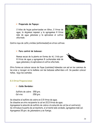 34
 Preparado de Papaya:
2 kilos de hojas pulverizadas en látex, 2 litros de
agua, lo dejamos reposar y le agregamos 4 litros
más de agua jabonosa y la aplicamos al cultivo
afectado.
Contra roya de café y mildeo (enfermedad) en otros cultivos.
 Para control de babosas:
Ramas secas de la planta en forma de té, 1 kilo por
8 litros de agua y agregamos 8 cucharadas más de
agua jabonosa y la aplicamos al cultivo afectado.
Otra forma es colocar sacos de fique (costales) húmedos con sal en los caminos de
las eras y recoger en la mañana con las babosas adheridas a él. Se pueden colocar
tallos, bajo los costales.
8.3 Otras Preparaciones:
 Caldo Bordeles:
Sulfato de cobre 250 grs.
Cal viva 250 grs.
Se disuelve el sulfato de cobre en 2,5 litros de agua.
Se disuelve en otro recipiente la cal en 22,5 litros de agua.
Agregamos la solución de sulfato de cobre a la solución de cal (no al contrario).
Se introduce la punta de un machete, si el metal sale oxidado, agregamos más cal.
Agregamos 20 grs. de jabonadura y se fumiga.
 