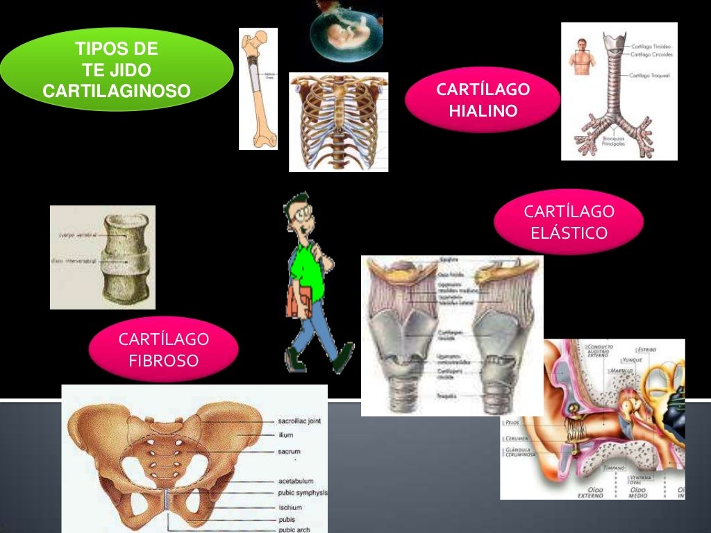 Diferencias Entre Hueso Y Cartilago Cartílago y hueso