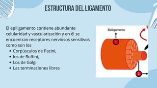 Reseptor Pacini Ruffini ligamneto tendones y cartilago partes y comopsicion | PDF