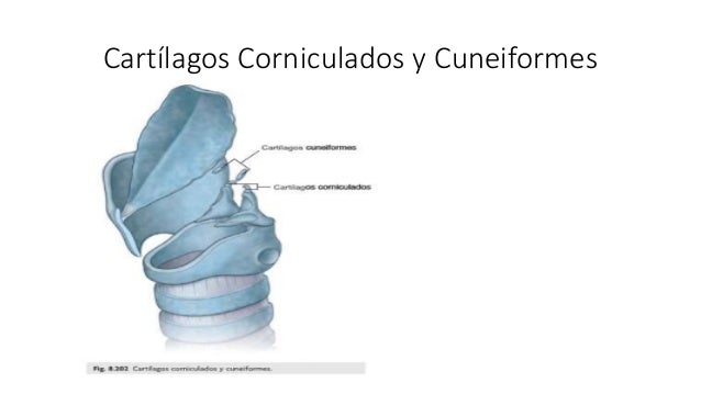Resultado de imagen de cartilagos cuneiformes
