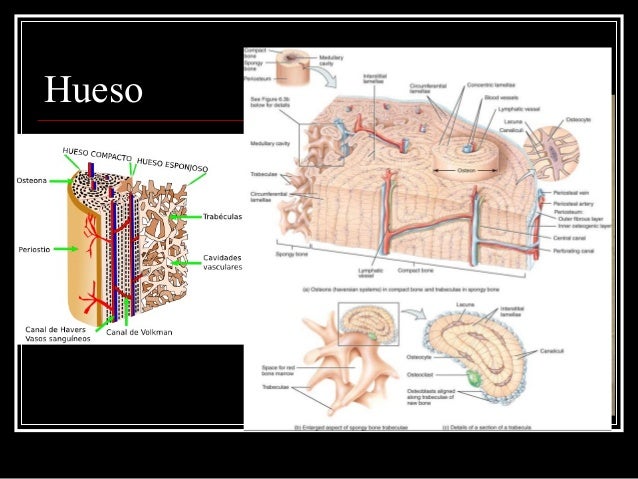 Histología del Cartilago y Hueso. Escuela de Medicina ITESM