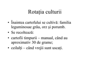 Rotaţia culturii  Înaintea cartofului se cultivă: familia leguminosae grâu, orz şi porumb. Se recoltează: cartofii timpurii – manual, când au aproximativ 30 de grame; ceilalţi – când vrejii sunt uscaţi. 