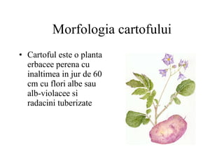 Morfologia cartofului Cartoful este o planta erbacee perena cu inaltimea in jur de 60 cm cu flori albe sau alb-violacee si radacini tuberizate 