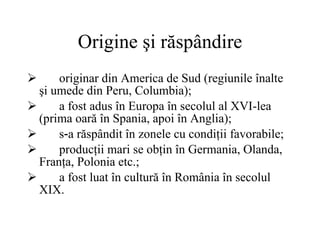 Origine  ş i răspândire originar din America de Sud (regiunile înalte şi umede din Peru, Columbia); a fost adus în Europa în secolul al XVI-lea (prima oară în Spania, apoi în Anglia); s‑a răspândit în zonele cu condiţii favorabile; producţii mari se obţin în Germania, Olanda, Franţa, Polonia etc.; a fost luat în cultură în România în secolul XIX. 