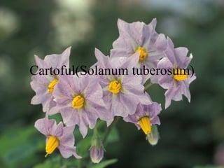 Cartoful(Solanum tuberosum) 