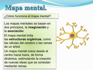 ¿Cómo funciona el mapa mental?
Los mapas mentales se basan en
dos principios, la imaginación y
la asociación.
El mapa ment...