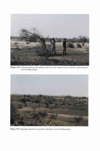 Figure 12-6. Anémomorphisme des arbustes dans les zones situées sous le vent des reliefs résiduels
(sud de Makaoratchi)
Figure 12-7. Epandage dénudé de grenailles latéritiques (sud de Makaoratchi)
 