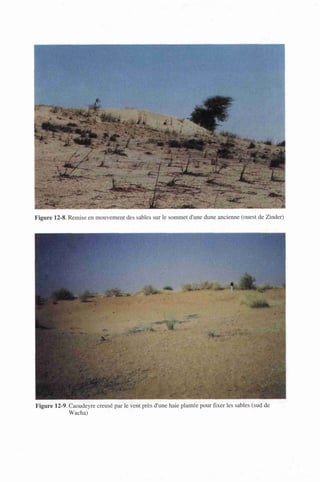 Figure 12-8. Remise en mouvement des sables sur le sommet d'une dune ancienne (ouest de Zinder)
Figure 12-9. Caoudeyre creusé par le vent près d'une haie plantée pour fixer les sables (sud de
Wacha) -
 
