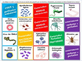 Los dibujos no están a escala. Un virus es mucho más pequeño que una bacteria y obviamente, ¡un protozoo no tiene el tamaño de un mosca!
Procariotas
BACTERIAS
PATÓGENAS
Eucariotas
Parásitos
PROTOZOOS
Eucariotas
HONGOS
UNICELULARES
Eucariotas
HONGOS
UNICELULARES
INVERTEBRADOS
vectores o
parásitos
INVERTEBRADOS
vectores o
parásitos
Streptococcus
pneumoniae
VIRUS y
partículas
acelulares
Mycobacterium
leprae
Escherichia coli
enterotoxigénica
Giardia
intestinalis
Candida
albicans
Aspergillus
fumigatus
Trypanosoma
brucei
Entamoeba
histolytica
Taenia
solium
Glossina spp.
Virus
parotiditis
(paperas)
Virus del ÉBOLA
Virus
Hepatitis C
 