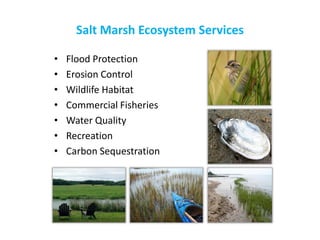 Salt Marsh Ecosystem Services 
•Flood Protection 
•Erosion Control 
•Wildlife Habitat 
•Commercial Fisheries 
•Water Quality 
•Recreation 
•Carbon Sequestration 
USFWS  