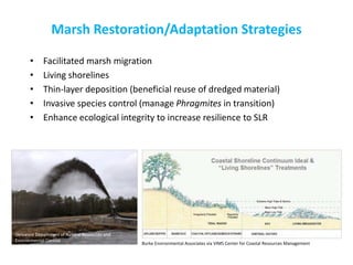 Marsh Restoration/Adaptation Strategies 
•Facilitated marsh migration 
•Living shorelines 
•Thin-layer deposition (beneficial reuse of dredged material) 
•Invasive species control (manage Phragmites in transition) 
•Enhance ecological integrity to increase resilience to SLR 
Delaware Department of Natural Resources and Environmental Control 
Burke Environmental Associates via VIMS Center for Coastal Resources Management  